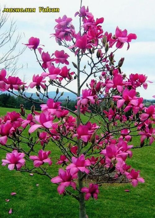 Магнолія Вулкан та інші Киви Инжир Слива Яблуня Черешня Абрикос Персик