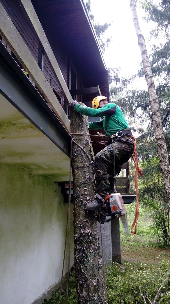 Wycinka drzew metodą alpinistyczną