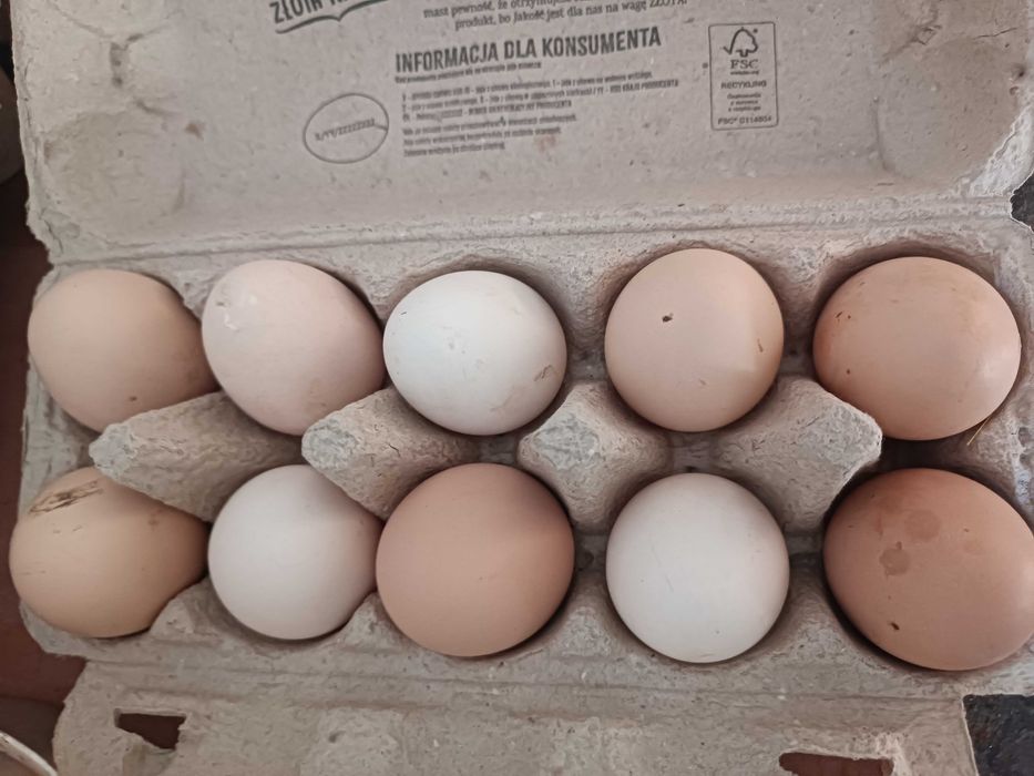 Jajka wiejskie od kurek z wolnego wybiegu