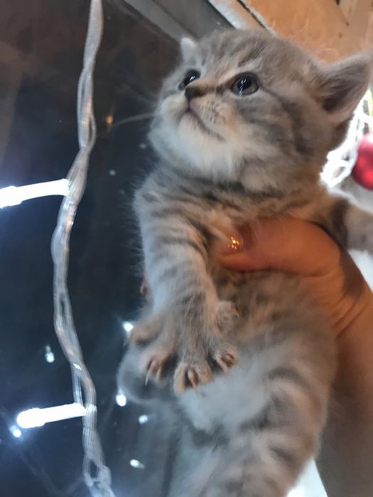 Вязка кота шотландский прямоухий