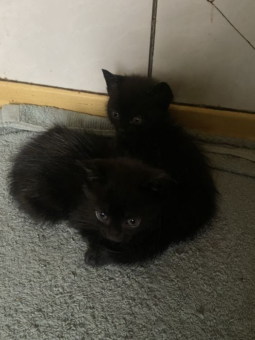 Отдам котят (кот и кошка)