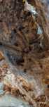 Psalmopoeus irminia, L9