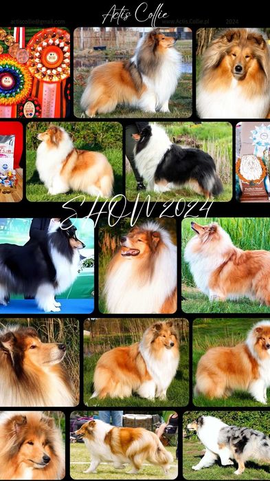 COLLIE Owczarek Szkocki młoda suczka po Multi Championie