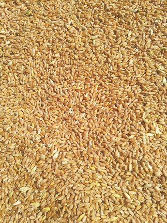 Пшеницю, ячмінь 2021 р.