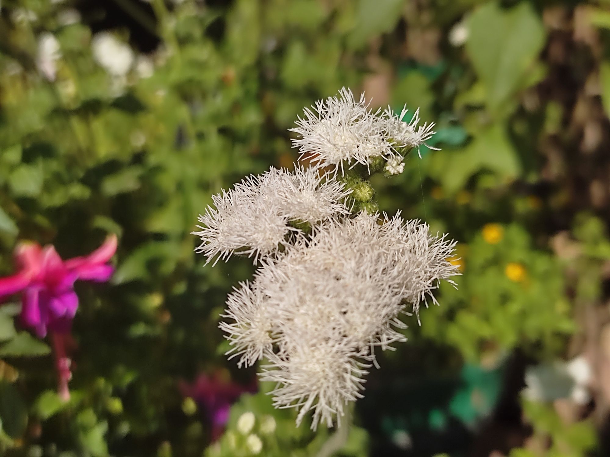 Rudbekia i inne kwiaty nasiona kolekcjonerskie