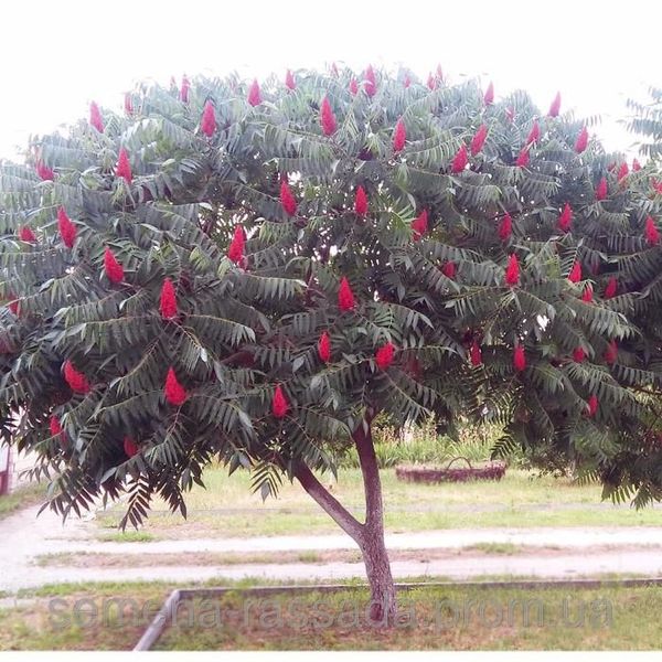 Сумах оленерогий (Rhus typhina) 1,5-2 м