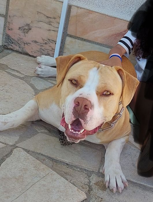 Pit bull para adoção (American staff)