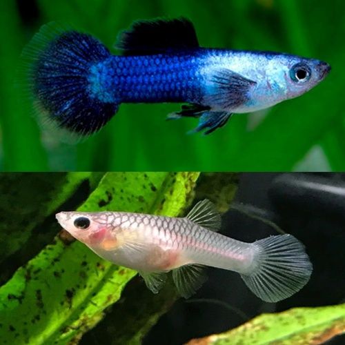 Guppys Panda e Koi platinum Kohaku puros