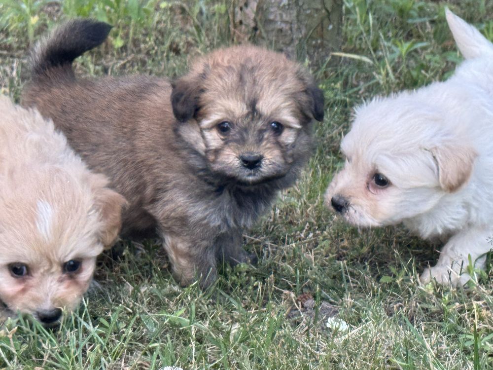 Pomapoo hybryda pudel miniaturowy pomeranian nie maltipoo