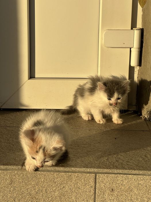 Муркотливі котики в добрі руки! Знають лоток!