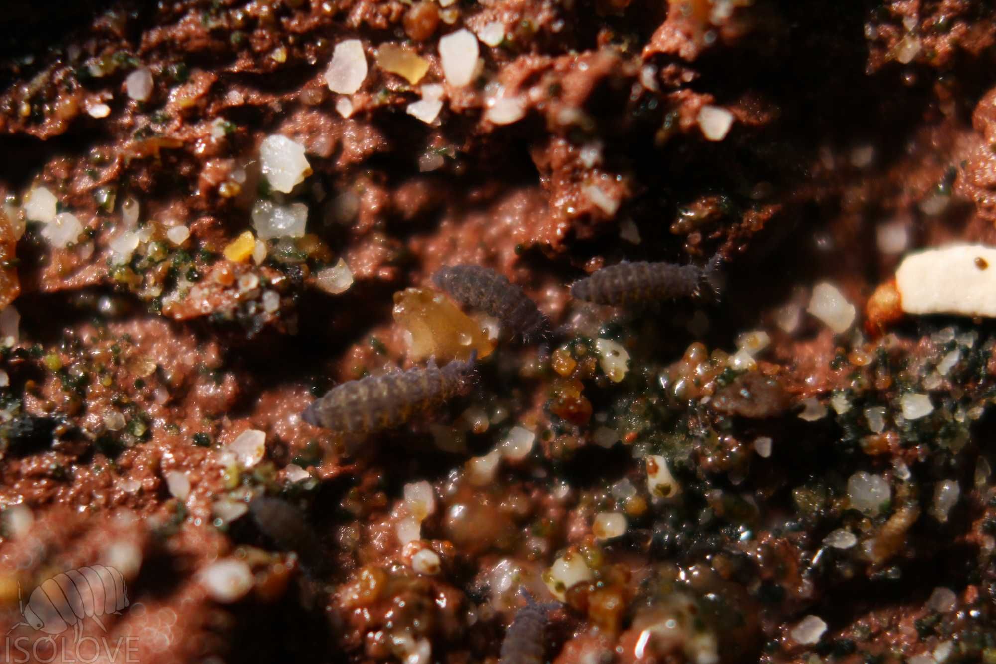 Ceratophysella sp., piękne niebieskie skoczogonki, ekipa sprzątająca