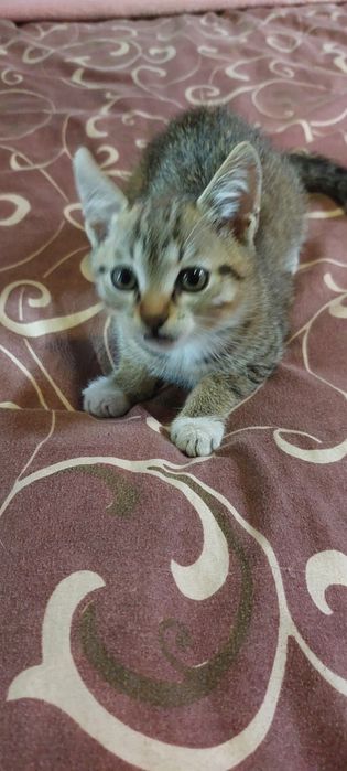 Отдам котенка в добрые руки