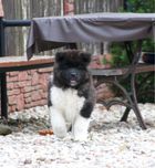 Akita amerykańska sunia długowłosa