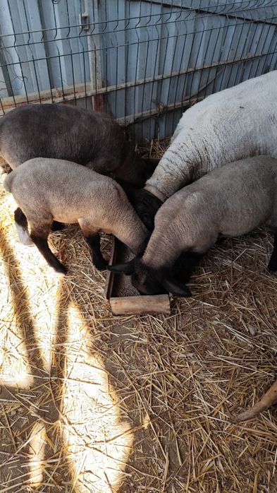 Suffolk borrego disponível