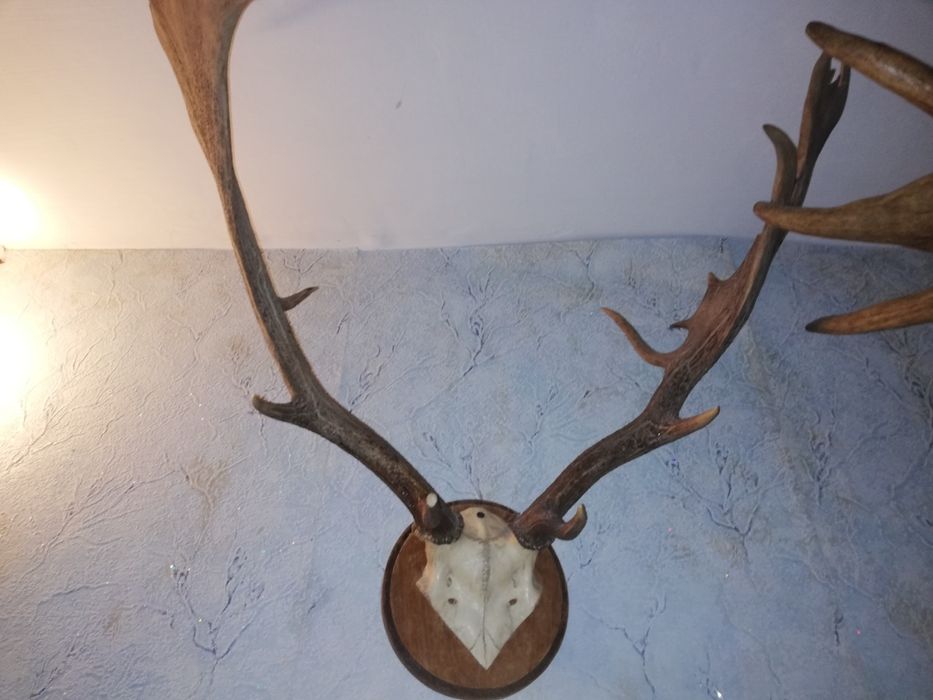 Продам оленьи и лосины роги.