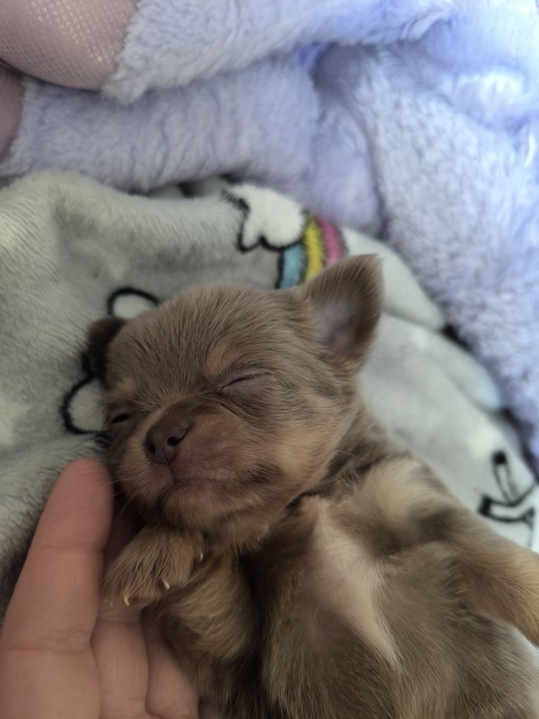 Chihuahua długowłosy piesek