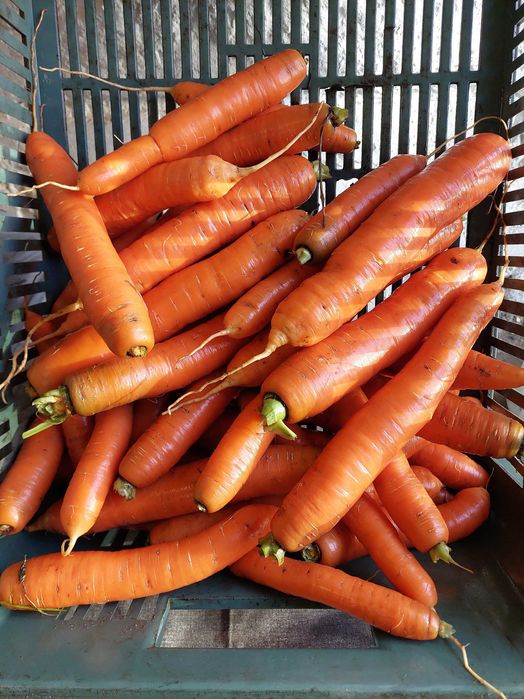 Box warzyw od rolnika