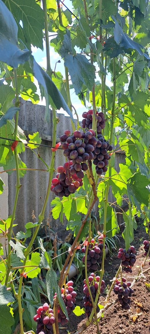 Продам саджанці винограду