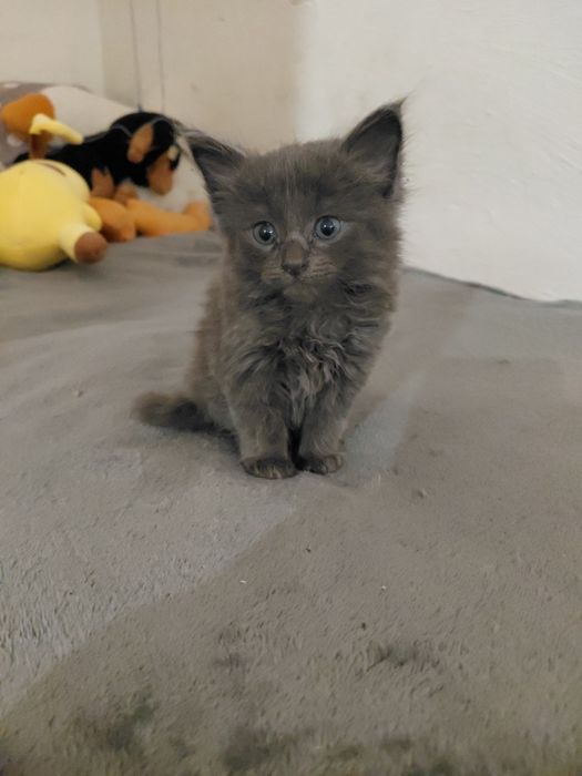 Кошенята не породисті