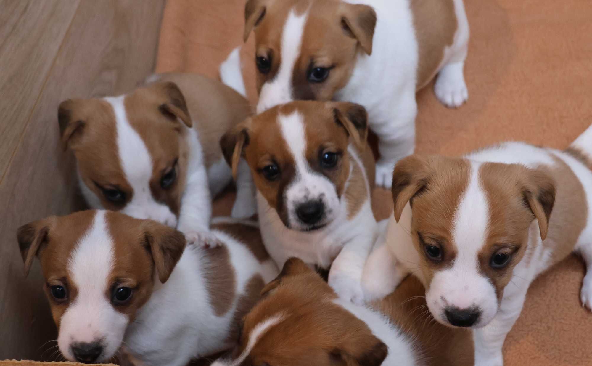 Jack Russell Terrier z hodowli "BREFIO" /badania genetyczne