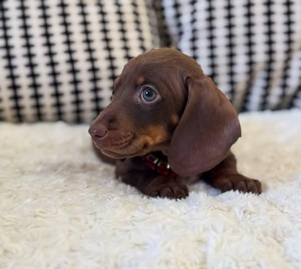 Шоколадні дівчатка міні та кролячі.