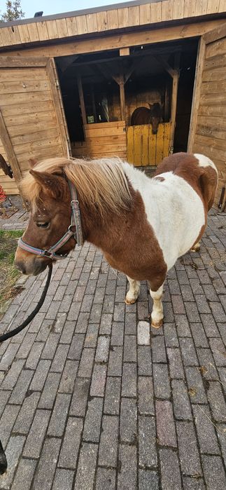 Sprzedam klacz kucyka