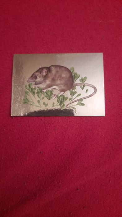 Naklejka wwf 68 do albumu