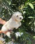 Bichon Maltês Macho