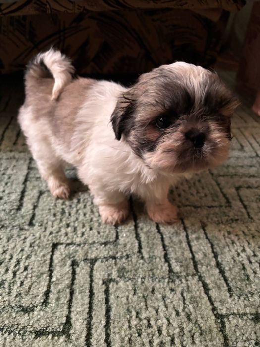 Продам щенков Ши-тцу