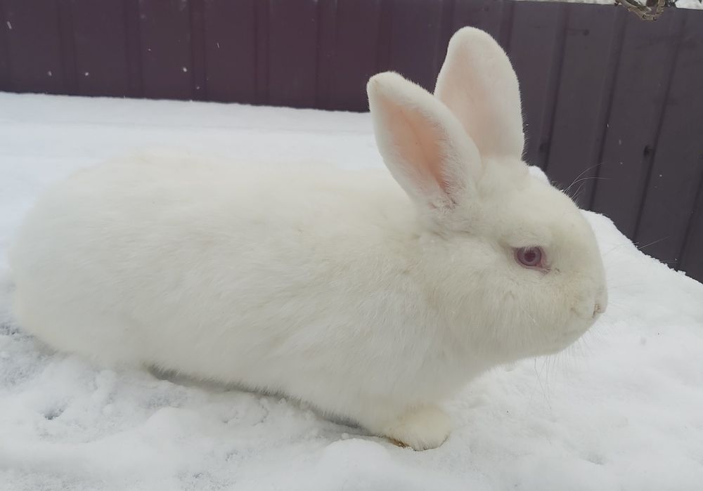 Кролики Новозеландські білі