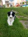 Pies  Border Collie