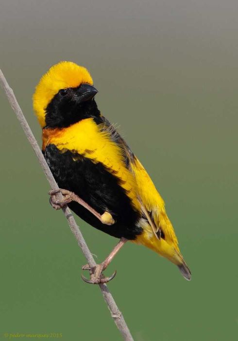 Vendo Canario tecelao