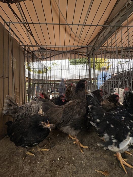 Sprzedam kury i koguty chabo