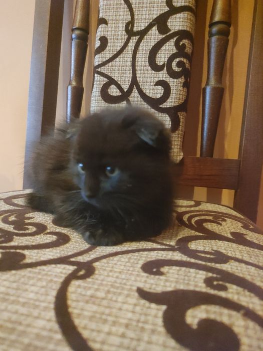 Короткошерсті британці