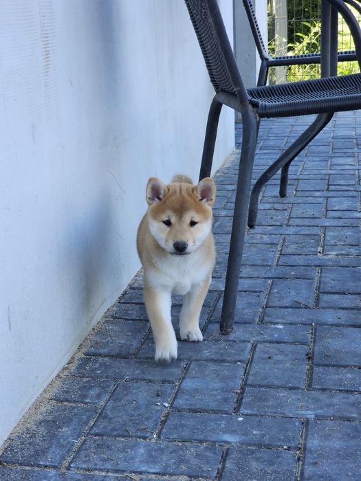 Shiba inu ZKWP FCI doskonały rodowód