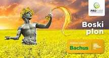 Rzepak populacyjny Bachus - plon na poziomie hybrydy