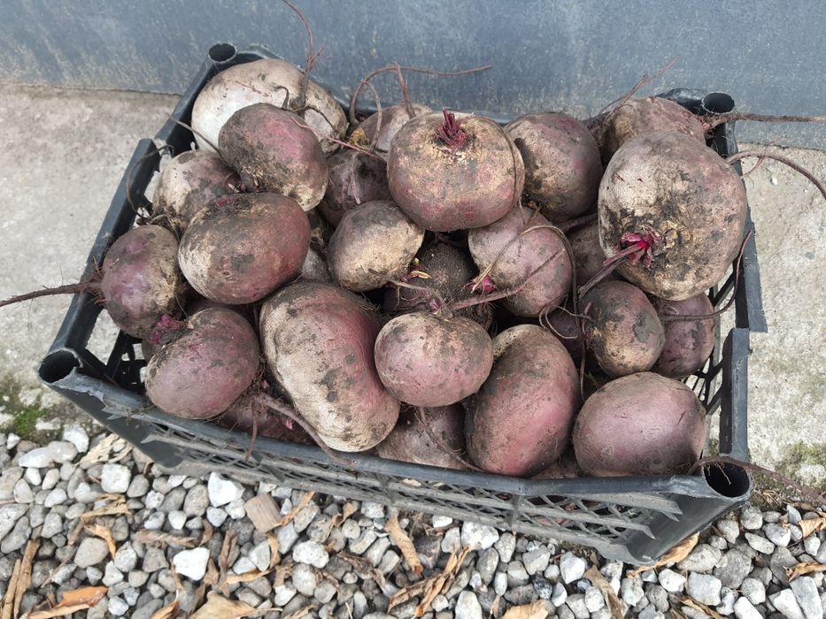 Буряк столовый сладкий, столовий солодкий