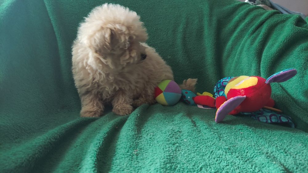 Maltipoo chłopiec bezowy Warszawa pudel maltańczyk