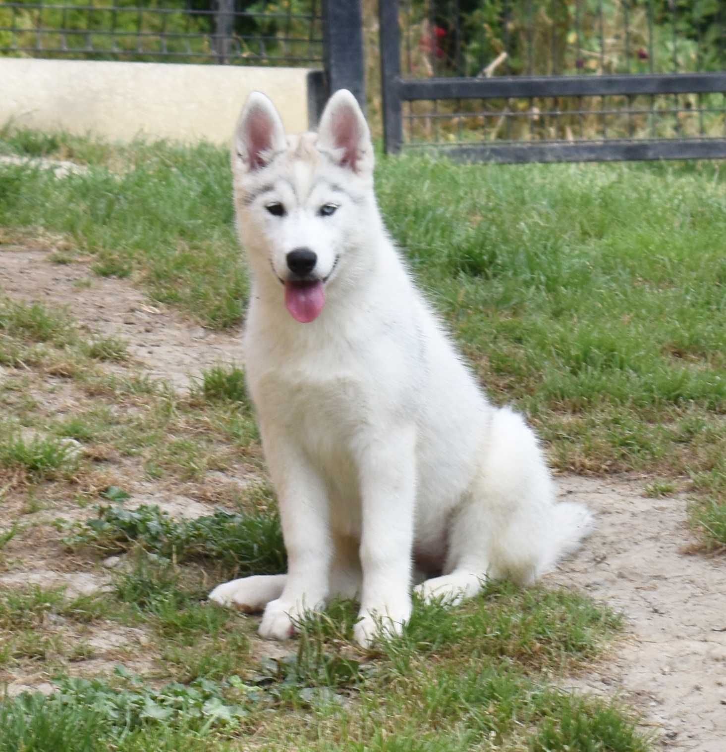 Siberian Husky, różnooka biało-srebrna suczka, ZKwP / FCI