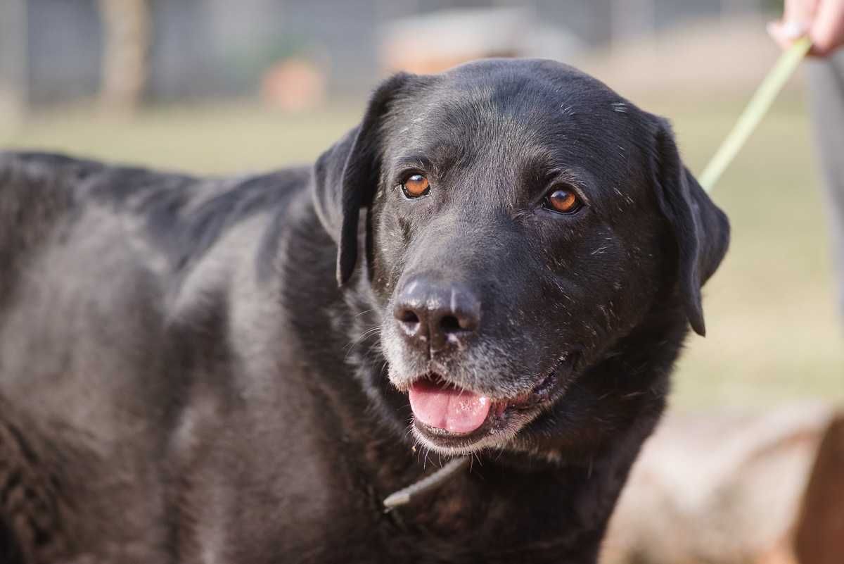 labrador mix Waligóra szuka domu schronisko Zgierz-aktualne