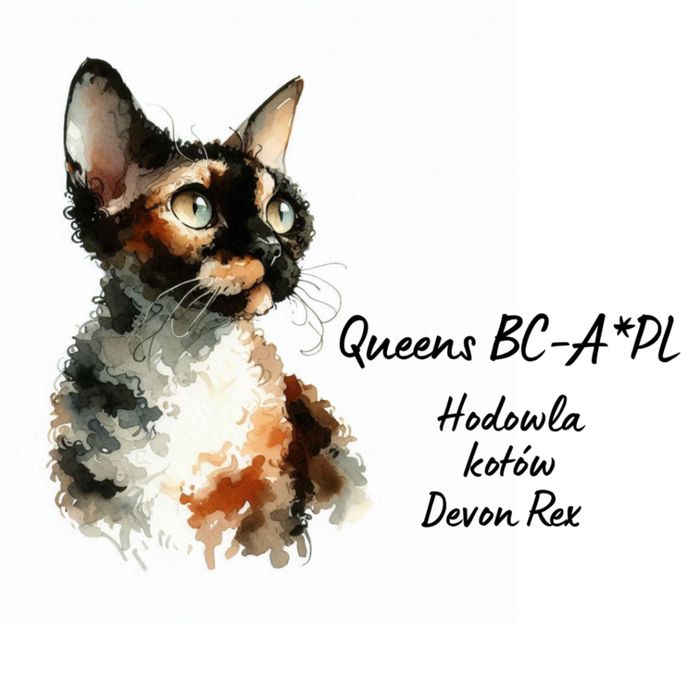 Devon Rex kotka niebieska