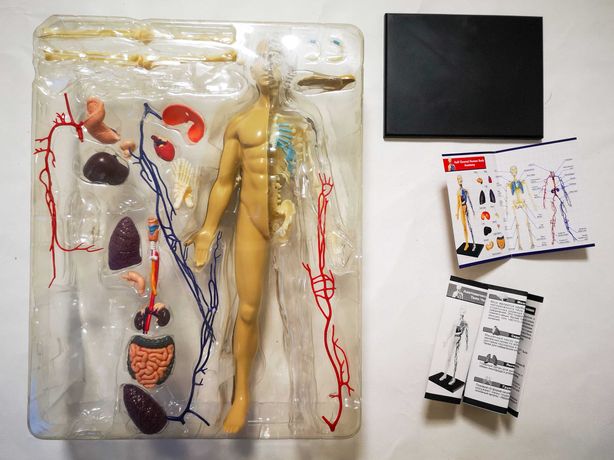 Пазл 4D Human Master Объемная анатомическая модель Тело человека