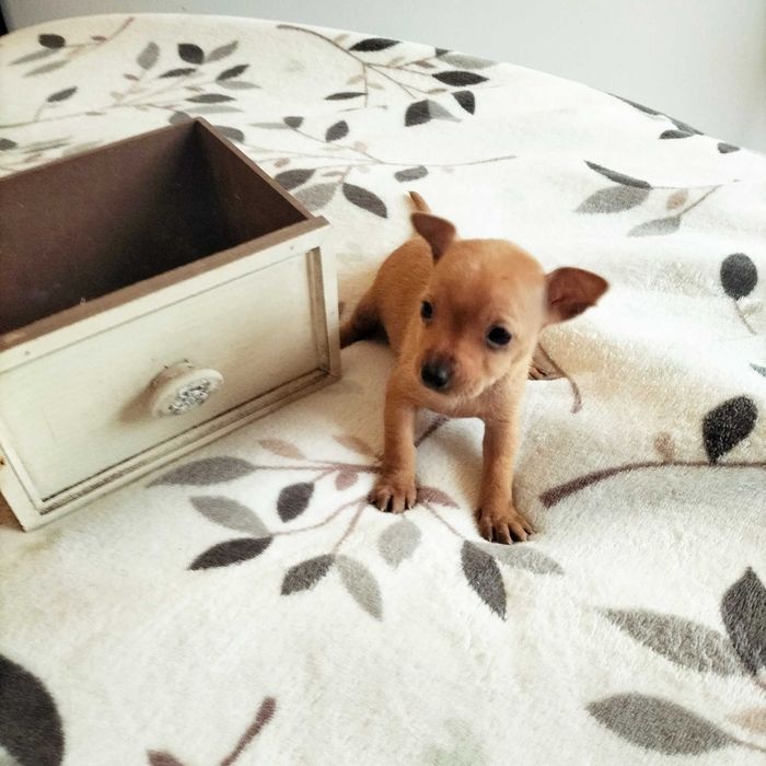 Pisncher fêmea mini