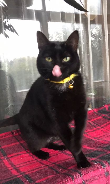 Кошечка Чурочка  бесплатно