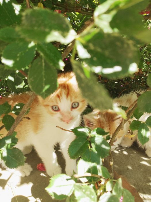 Słodziaki kociaki zapraszają do adopcji! :) Okolice Nowego Sącza!