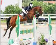 Reliable amateur horse seeks caring forever home