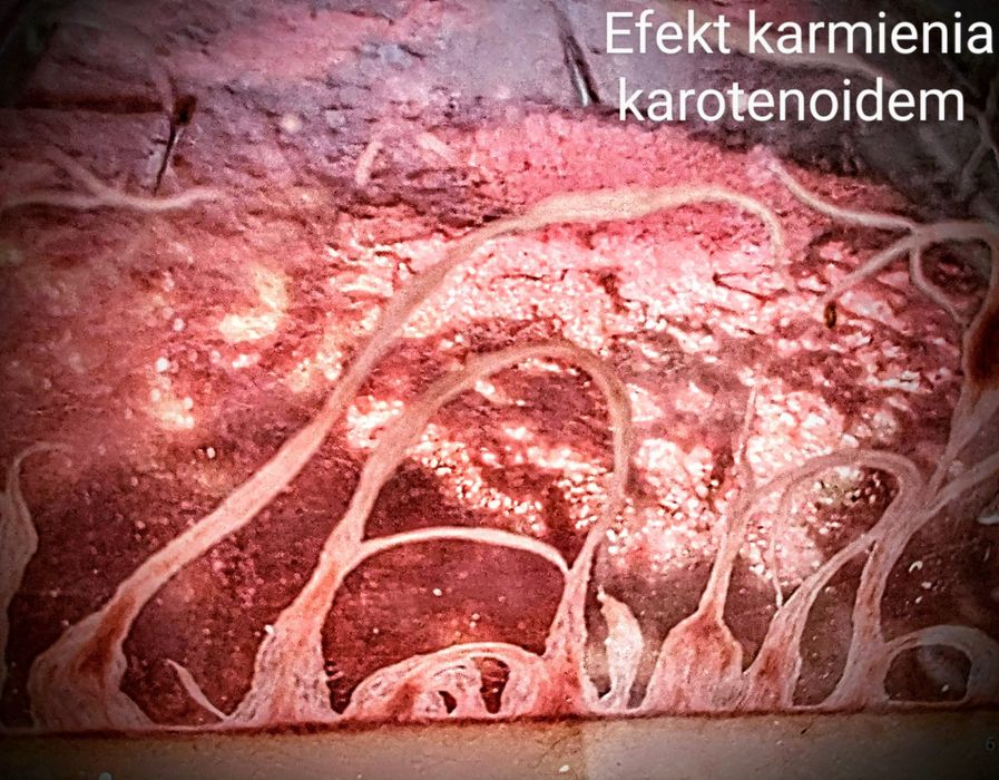 Hoduje auloforus  duża porcja 50g dla skalar bystrzyk zwinnik glonojad