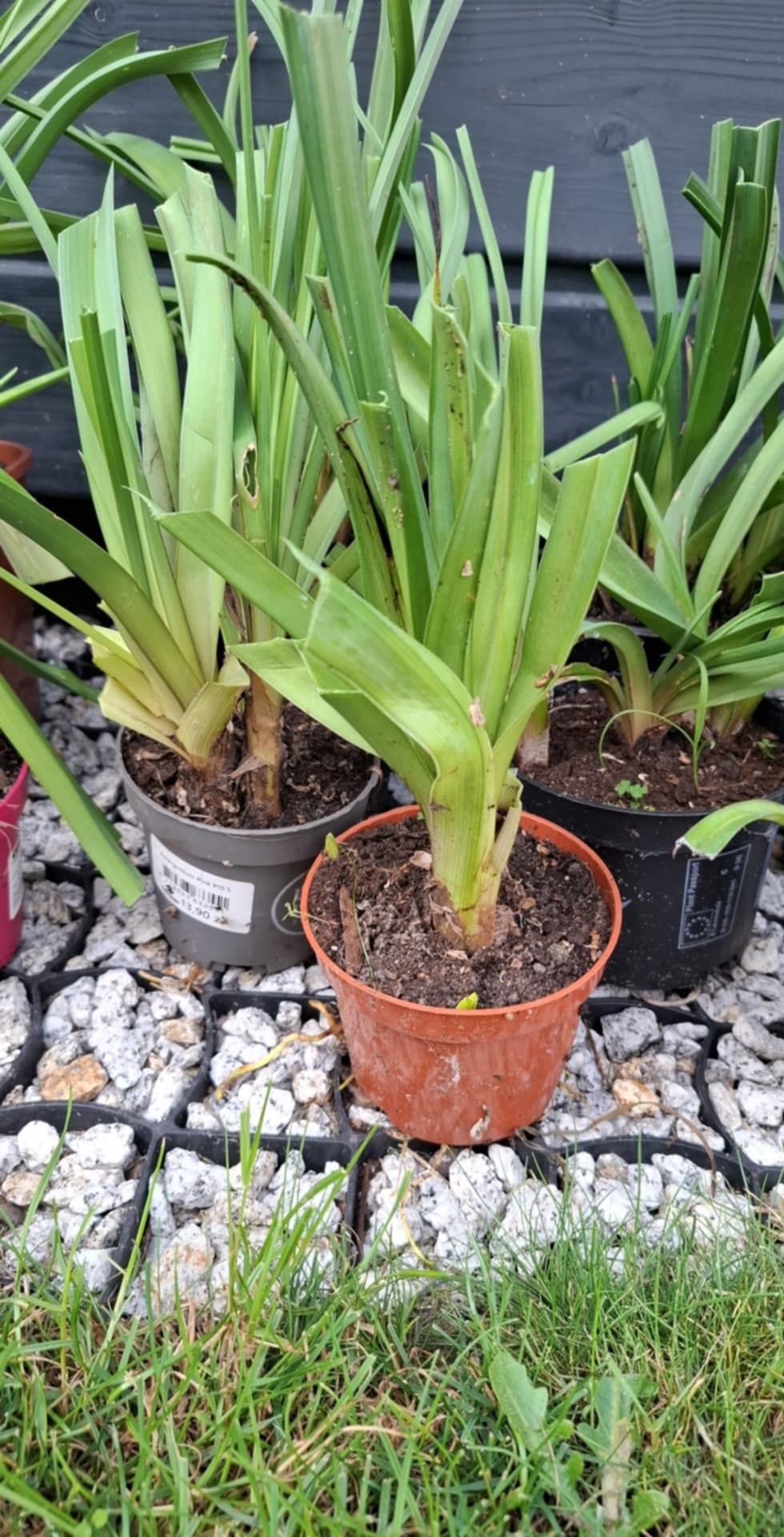 Trytoma groniasta Kniphofia 3 doniczki z sadzonkami, kępy, nadwyżki