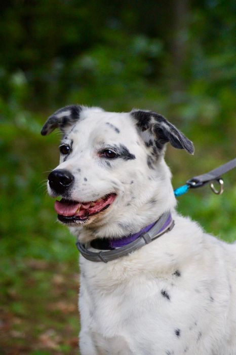 Cziko- domowy mix dalmatyńczyk szuka nowego domu