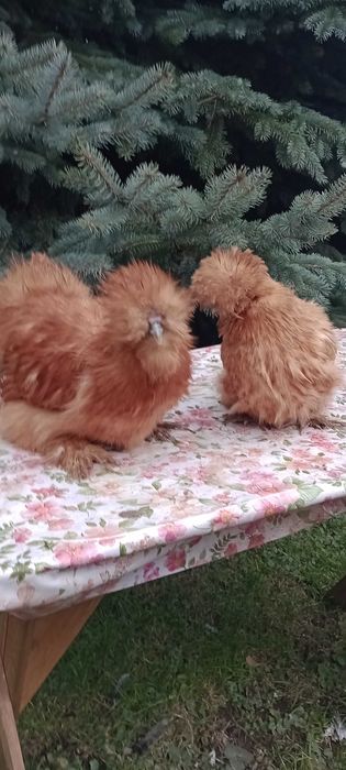 Kura ozdobna silka silki